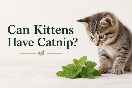Can kittens have catnip?