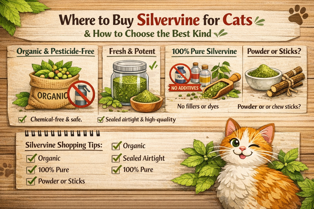 Where to Buy Silvervine for Cats info graphic 