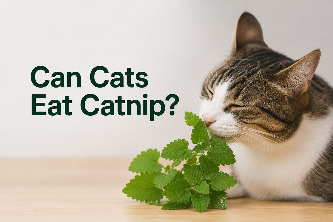 Can cats eat catnip?