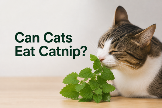Can cats eat catnip?