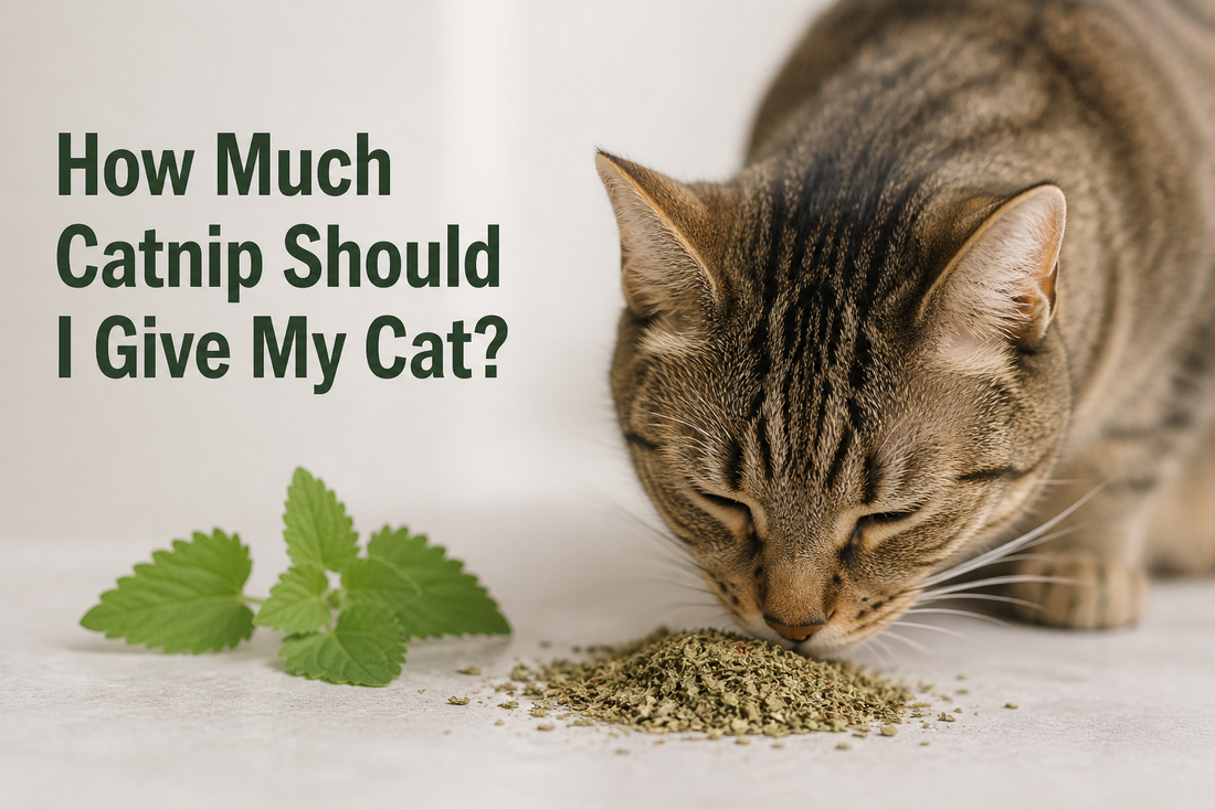 How Much Catnip to give cats 