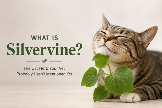 What is silvervine?