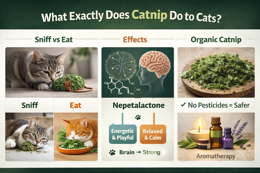 An infographic showing the effects of catnip, how cans can eat or sniff catnip, and how it gets cats high