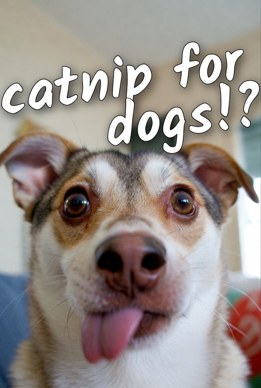Image of dog with the text "catnip for dogs!?"
