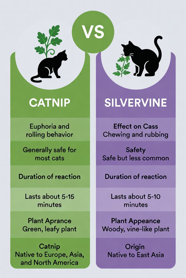 Catnip vs Silvervine: The Catnip Alternative Your Cat Will Actually Love