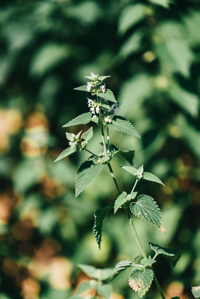 Image of organic catnip plant