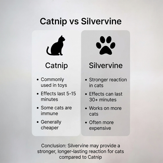 What is Catnip & Silvervine: How they are different & perfect for cat enrichment 