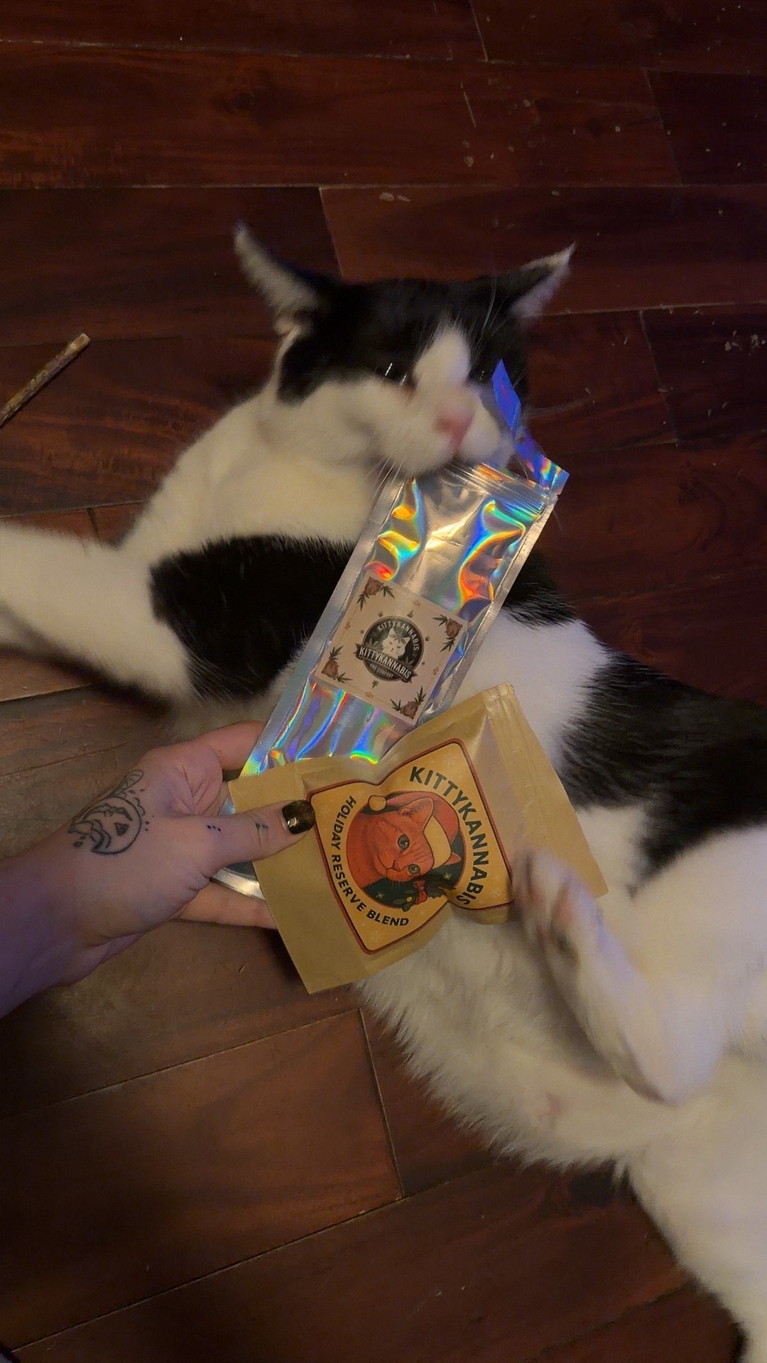 Cat interacting with package if KittyKannabis Organic Catnip for Cats 