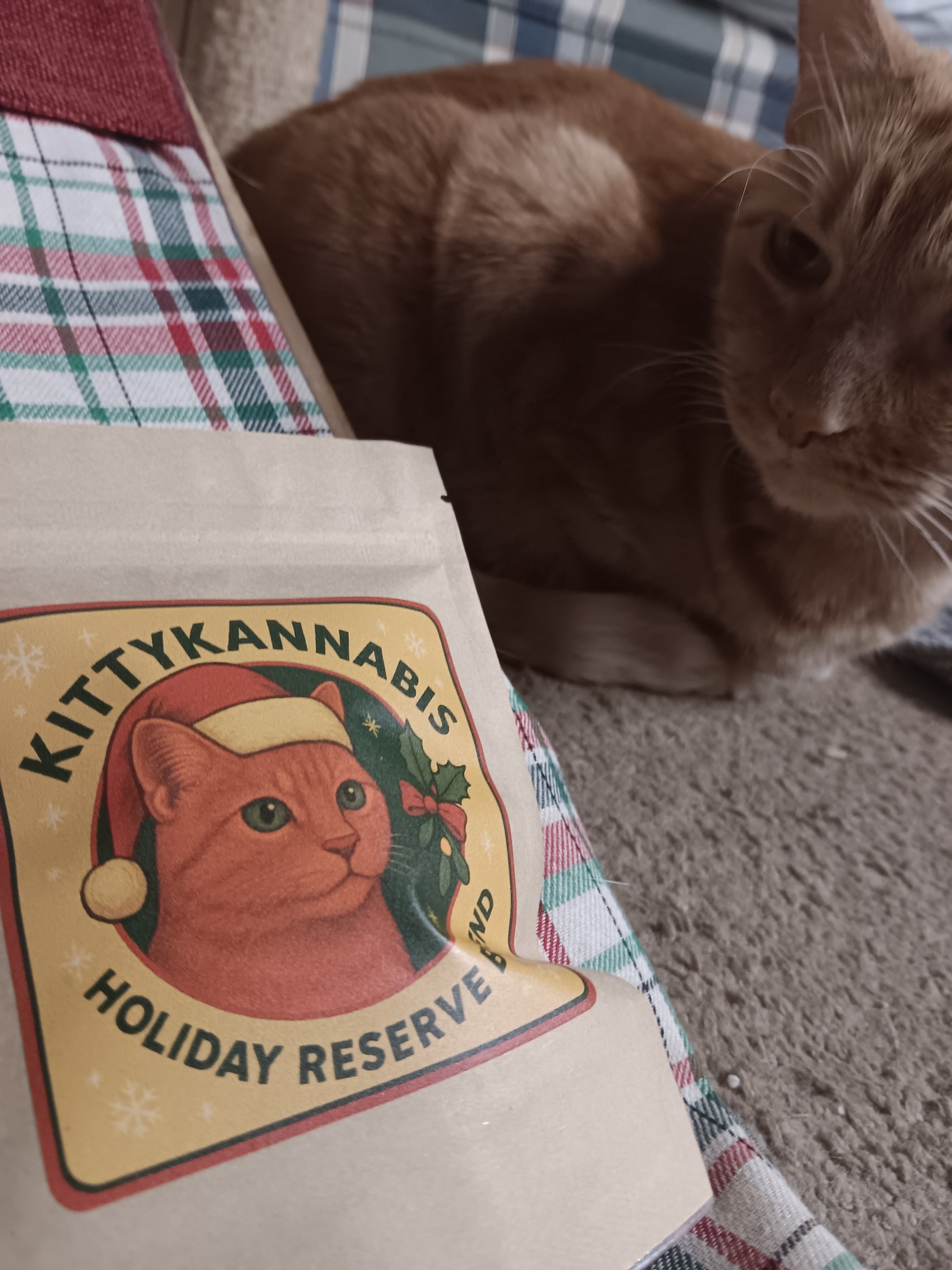 KittyKannabis Small-batch, Pesticide-free Organic Catnip For Cats. Image of our product with my rescue cat, Mama.