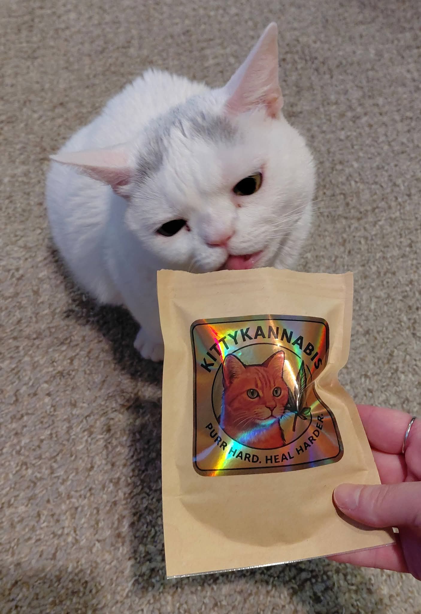 An image of internet famous "Widget" the cat with a bag of our KittyKannabis Organic Catnip 