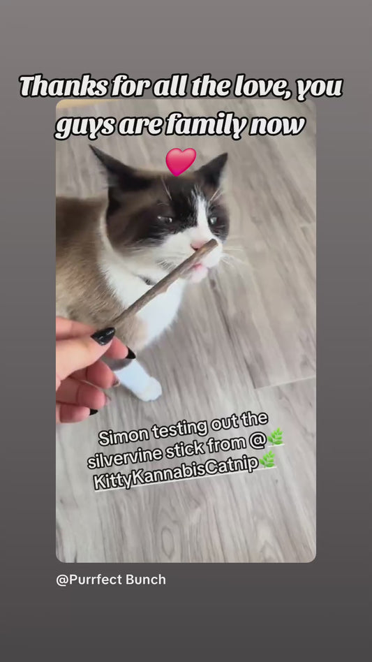 Organic Silvervine Sticks For Cats | Cat Dental Chews - KittyKannabis