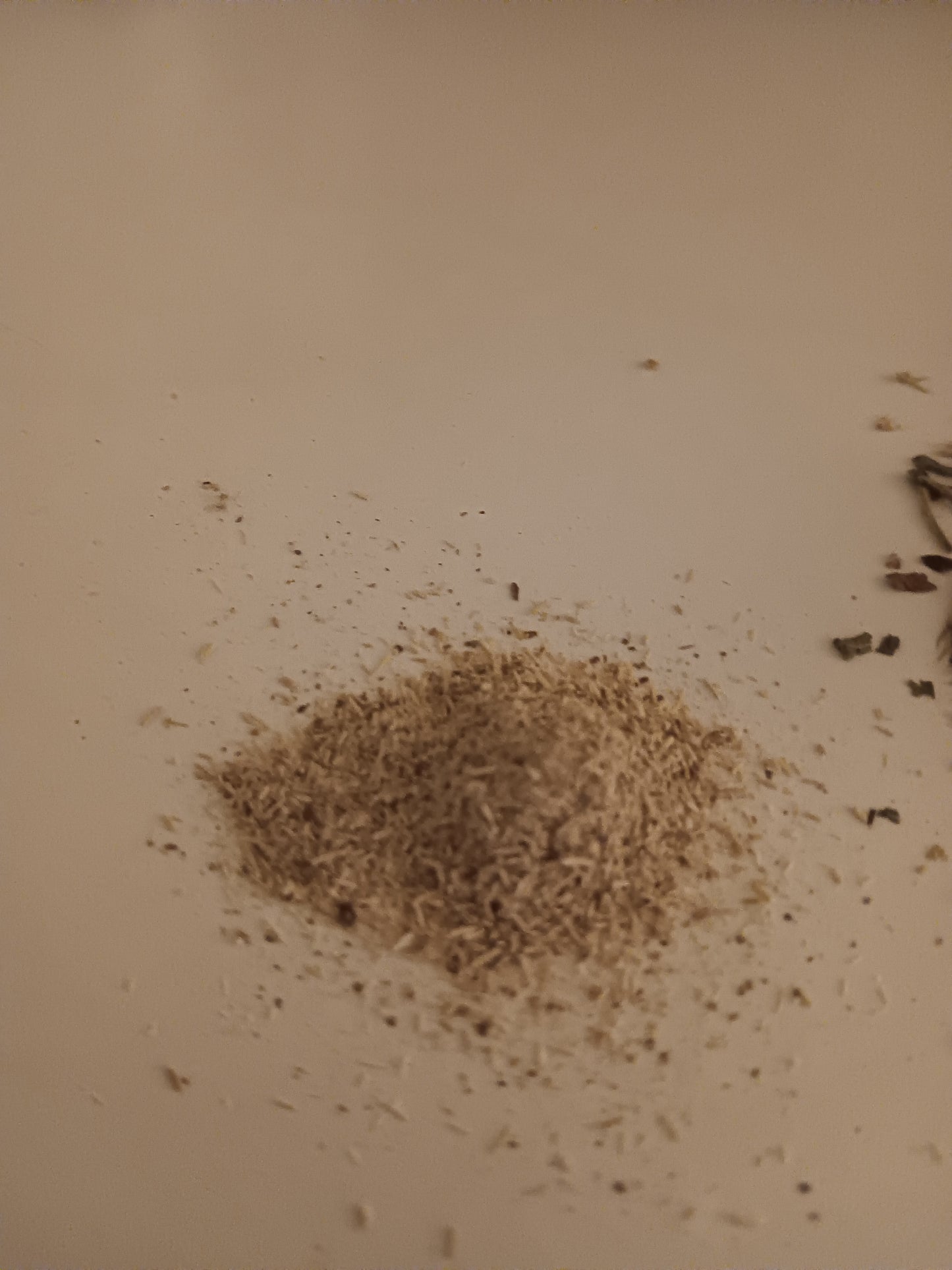 Zoomies Zaza | Organic Silvervine-Catnip Blend (Comes with free silvervine stick)